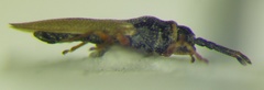 Agramma laetum