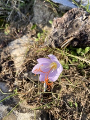 Crocus tournefortii