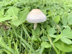 Zhuliangomyces subillinitus