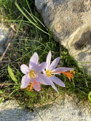 Crocus tournefortii