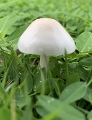 Zhuliangomyces subillinitus