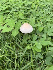 Zhuliangomyces subillinitus