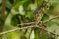 Leptopogon superciliaris