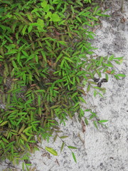 Brachiaria bemarivensis