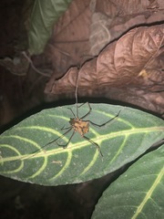 Ventrivomer ancyrophorus