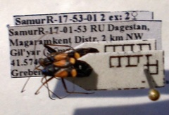 Alloeonotus fulvipes