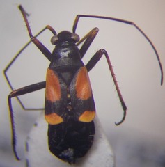 Alloeonotus fulvipes