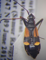 Alloeonotus fulvipes