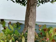 Anolis cristatellus