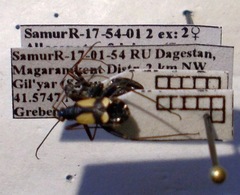 Alloeonotus fulvipes