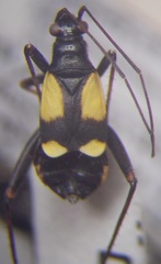 Alloeonotus fulvipes