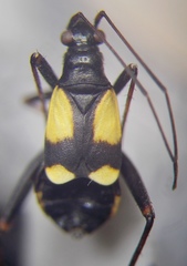 Alloeonotus fulvipes