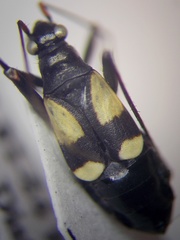 Alloeonotus fulvipes
