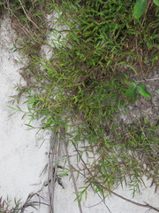 Brachiaria bemarivensis