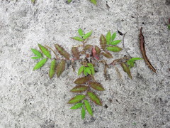 Brachiaria bemarivensis