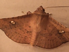 Banisia