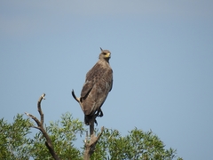 Buteogallus coronatus