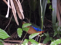 Pitta moluccensis