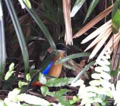 Pitta moluccensis