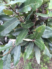 Quercus mexicana