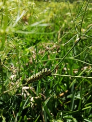 Papilio polyxenes stabilis