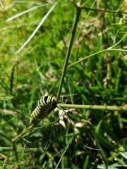 Papilio polyxenes stabilis