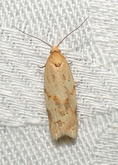 Clepsis therina