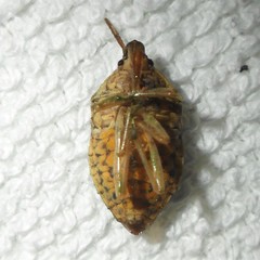 Tynacantha marginata