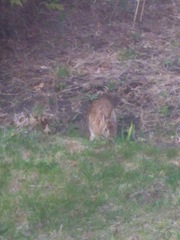 Sylvilagus floridanus