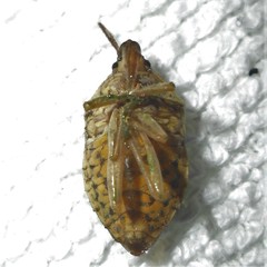 Tynacantha marginata