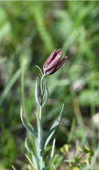 Fritillaria montana