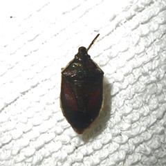 Tynacantha marginata