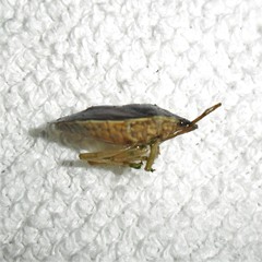 Tynacantha marginata