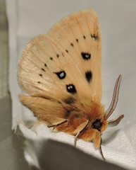 Anthela ocellata