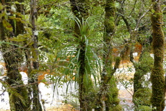 Dracophyllum elegantissimum