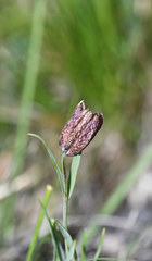 Fritillaria montana