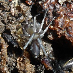 Corinnoidea