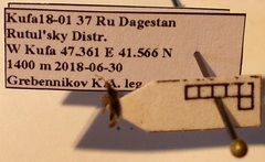 Anthocoris nemoralis