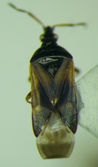 Anthocoris nemoralis