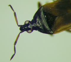 Anthocoris nemoralis