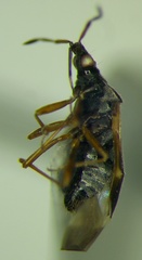Anthocoris nemoralis
