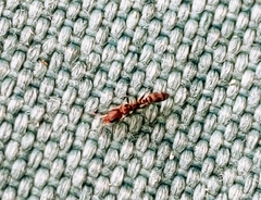 Pseudomyrmex oculatus