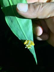 Epicadus heterogaster