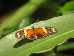 Heliconius numata silvana