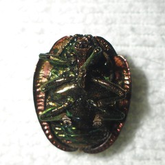 Polychalca punctatissima