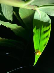 Epicadus heterogaster