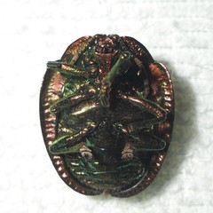 Polychalca punctatissima