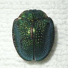 Polychalca punctatissima