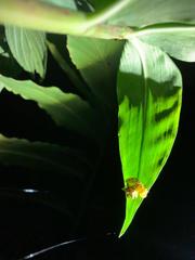 Epicadus heterogaster