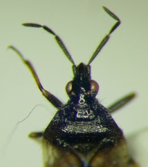 Anthocoris pilosus